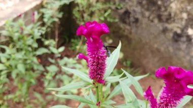 Kara sinek kadife çiçeğin etrafında dolaşıyor