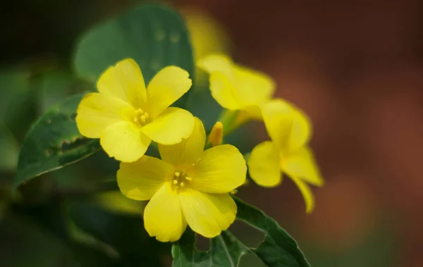 Beautiful Yellow Flowers Looks Painting — Stock Photo, Image