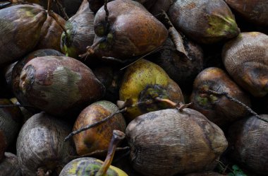 Hindistan cevizleri kurumak için yere yapışmış.