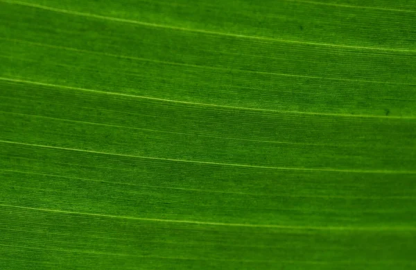 abstract green leaf patterns