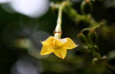 Sarı çiçek ve karınca