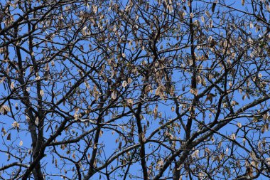 Kurumuş tohumlar mavi arkaplan ile aşağıya inmeye hazır
