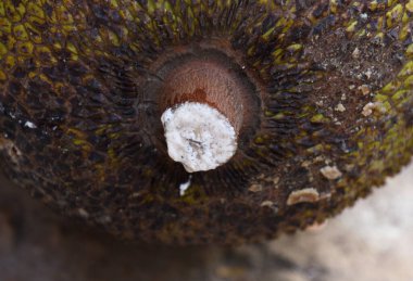 Beyaz renkli sakız, Jack meyvesinden çıkar.