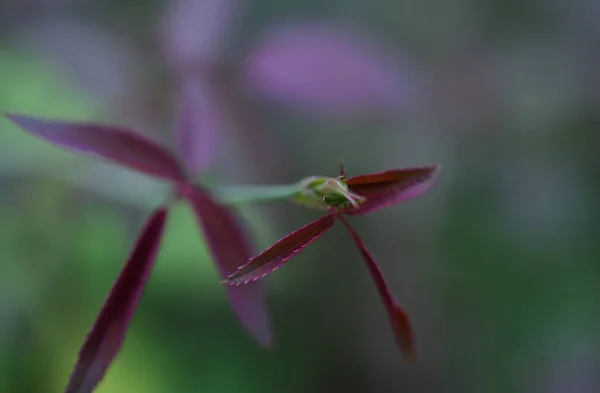 Rosenknoppar Och Röda Blad — Stockfoto