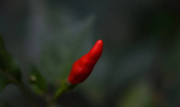 Primer Plano Rojo Frío Planta — Foto de Stock