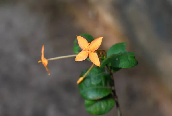 Hermosa Planta Medicinal Flor — Foto de Stock