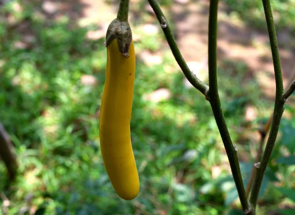 Bahçesinden Uzun Sarı Yumurta Bitkisi — Stok fotoğraf