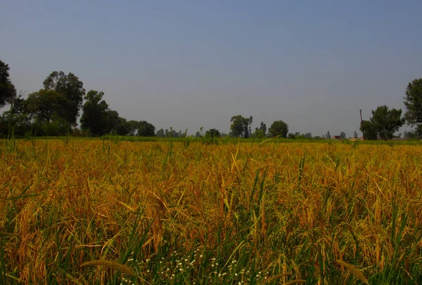 Campo Arrozal Amarelo Pronto Para Colheita — Fotografia de Stock