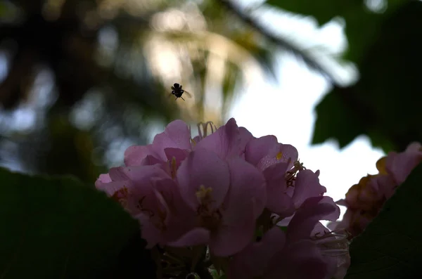 Pequeño Insecto Negro Volando Sobre Flores Rosadas — Foto de Stock