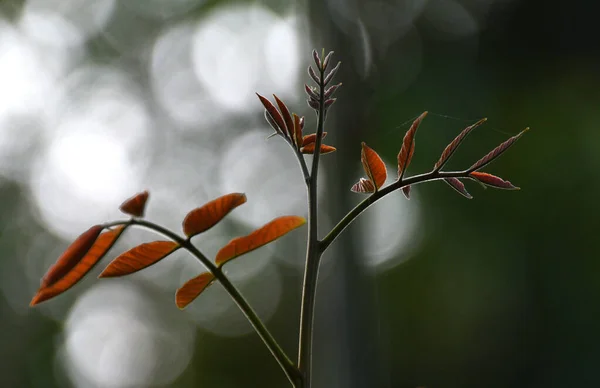 Novas Folhas Céu — Fotografia de Stock