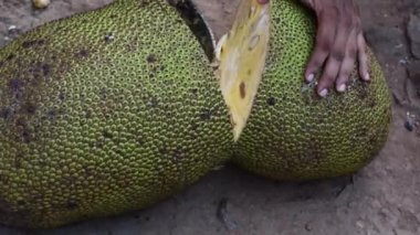 Yemek hazırlamak için Jack meyvesini dilimliyorum.