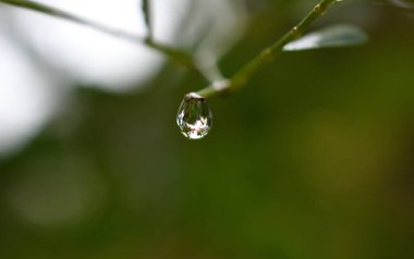 Yeşil arkaplanda yağmur damlası