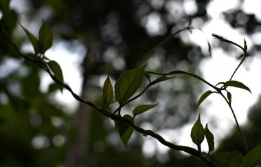 Güzel arka planda yeşil yasemin sarmaşığı