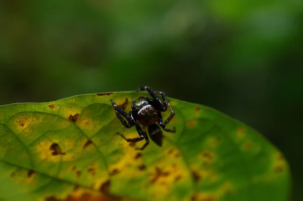 Eine Spinne Ruht Auf Einem Gelben Blatt — Stockfoto