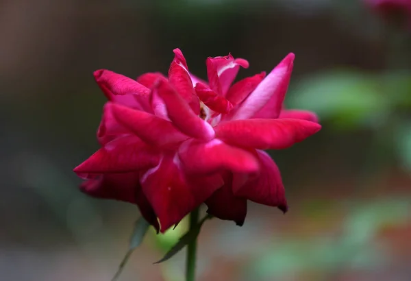 bahçede renkli pembe Gül çiçeği
