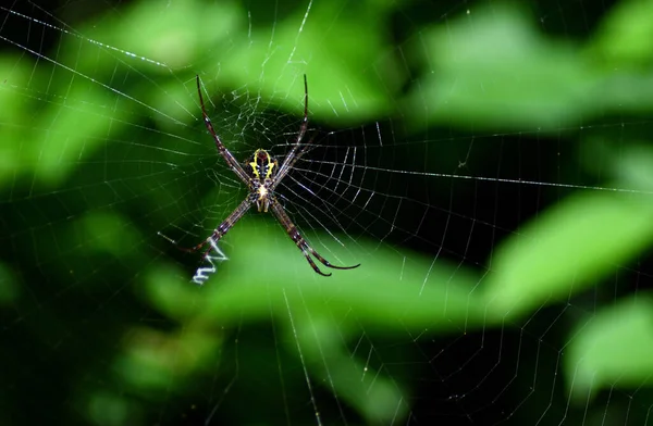 Renkli Örümcek Ağı — Stok fotoğraf