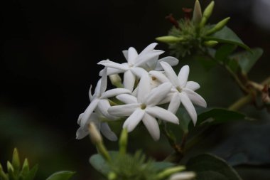 Bahçe Beyaz Yasemin çiçekleri