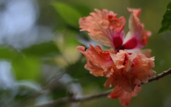 Belleza Las Flores Jardín — Foto de Stock