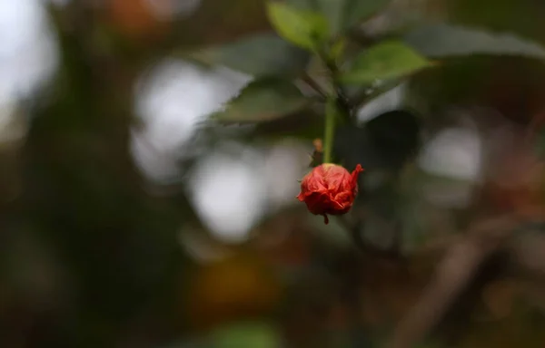 Pąk Pomarańczowego Kwiatu Hibiskusa — Zdjęcie stockowe