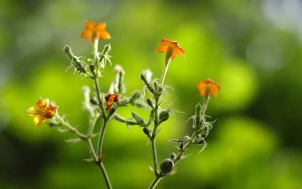 Дикі Помаранчеві Квіти Зеленому Тлі — стокове фото