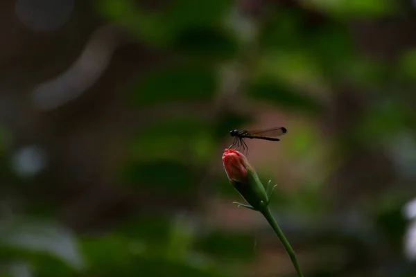 Çiçek Tomurcuğundaki Küçük Sevimli Yusufçuk — Stok fotoğraf