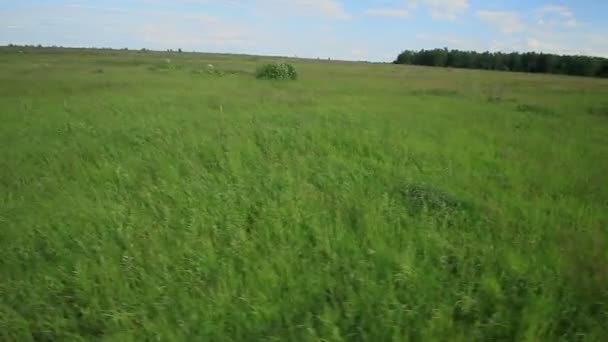 Der Mann mit dem Hund geht auf Falknerei — Stockvideo