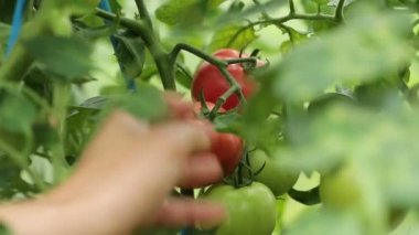 bir kadın olgun domates alır