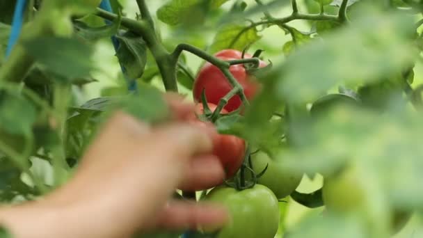 Eine Frau pflückt reife Tomaten — Stockvideo