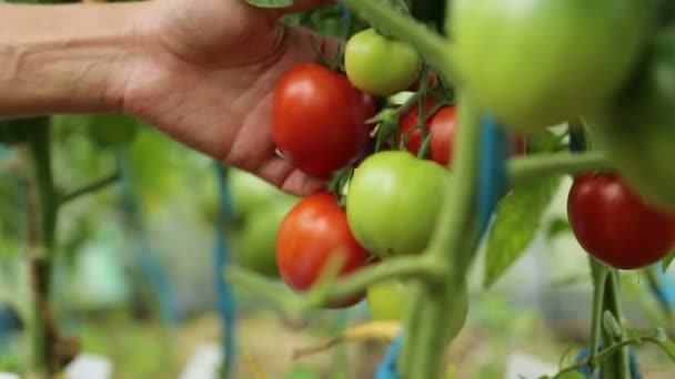 Uma mulher pega tomates maduros — Vídeo de Stock