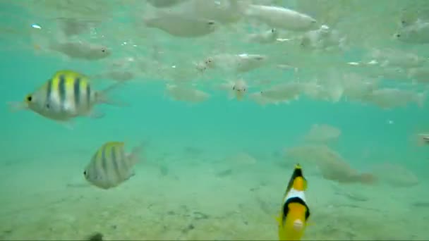 Colorful Fish on Vibrant Coral Reef, static scene, Red sea — Stock Video
