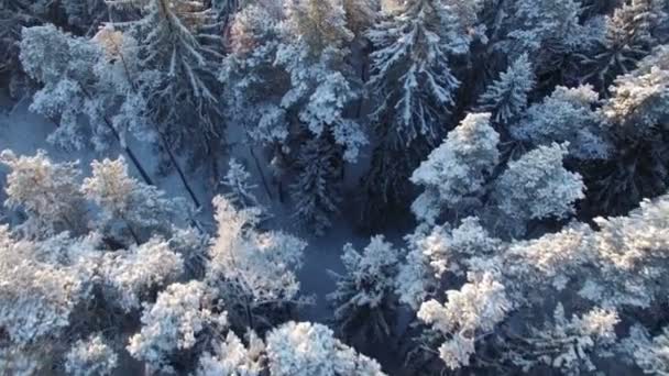 Sezon de iarnă zăpadă. copaci pădure pădure. Frumoasă natură. zbura peste — Videoclip de stoc