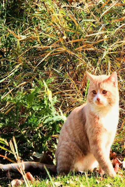 Golden cat — Stock Photo, Image
