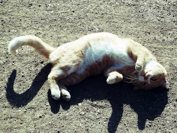 Rolling around cat — Stock Photo, Image
