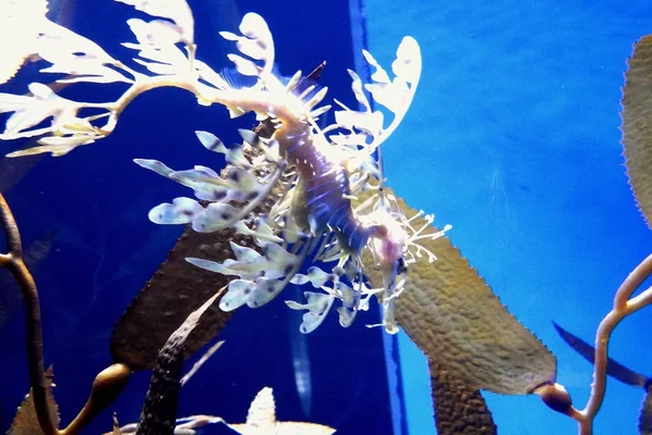 Caballo de mar del dragón —  Fotos de Stock