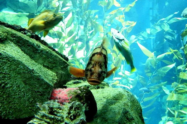 Escuela de peces —  Fotos de Stock