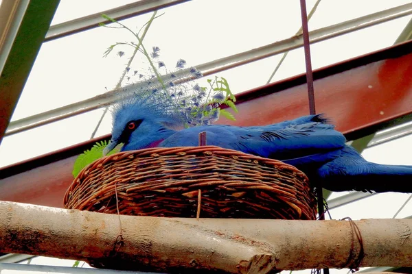 Uccello blu — Foto Stock