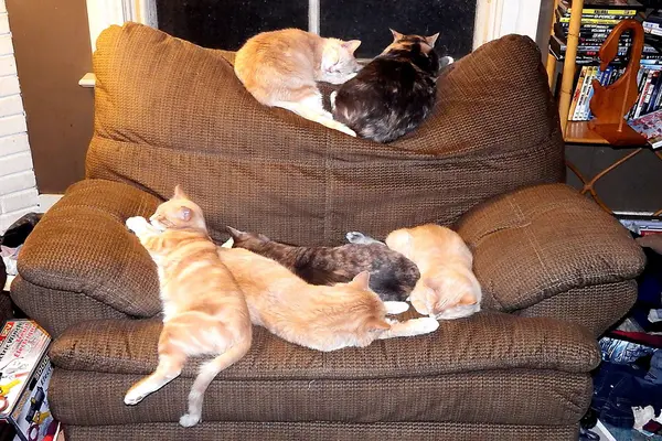 Chaise de chats — Photo