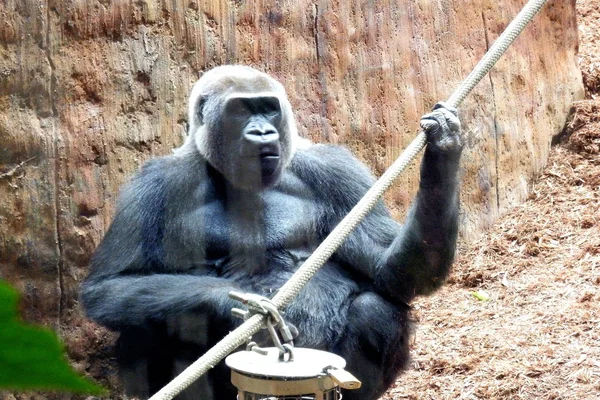 Gorilla — Stockfoto