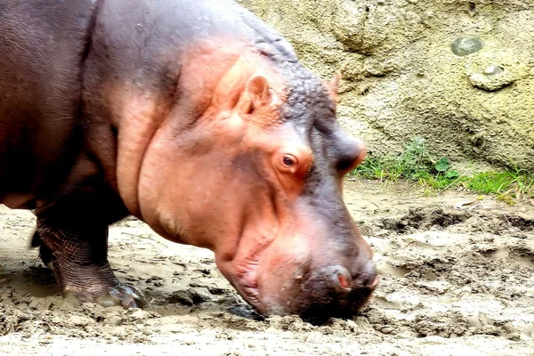 Hippo grasing — Stock Photo, Image
