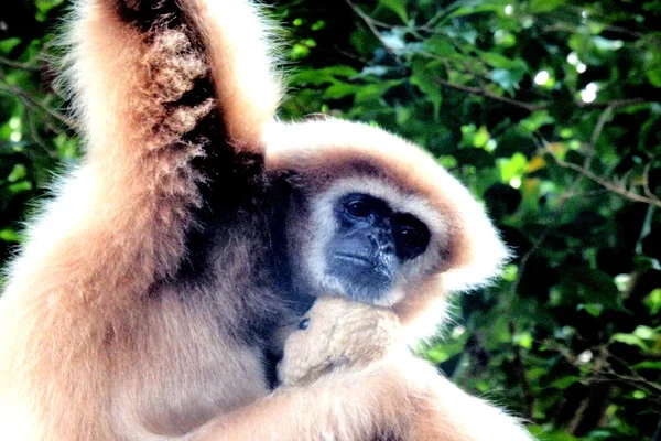 Cara de macaco — Fotografia de Stock