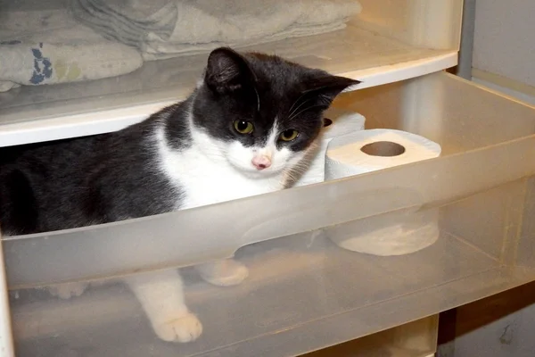 Gato en el cajón —  Fotos de Stock