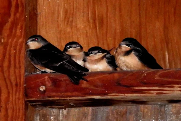 Barn swallow — Zdjęcie stockowe