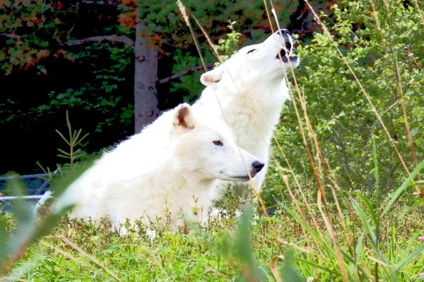 Lobos blancos aullando Fotos de stock libres de derechos