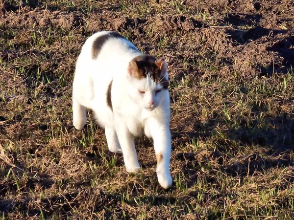 Gatto bianco con macchie scure — Foto Stock