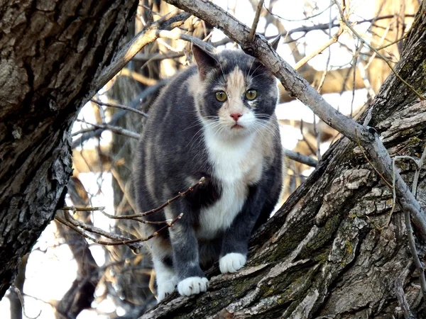 Spotted tabby — Stock Photo, Image