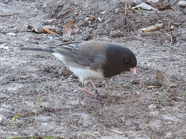 Grauer und schwarzer Vogel — Stockfoto