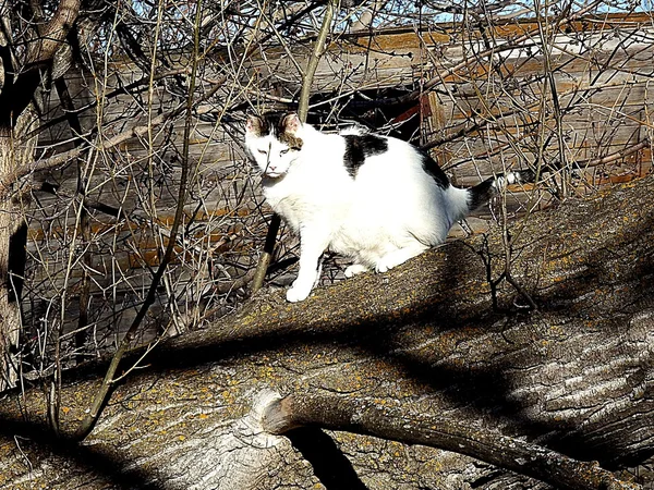 Chasse au chat — Photo