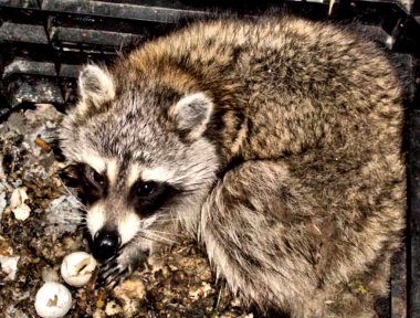 Kompost içinde Racoon