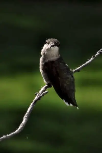 Hummingbird — Stockfoto