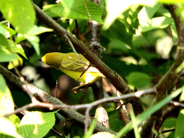Pássaro amarelo-verde em arbusto — Fotografia de Stock